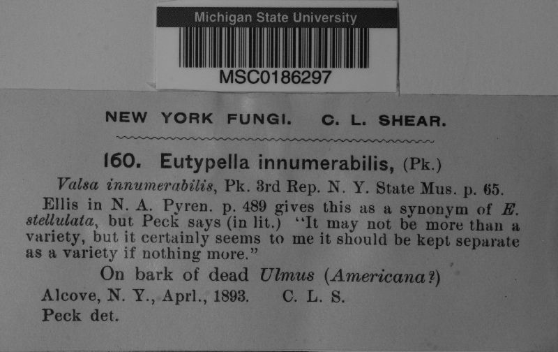 Eutypella innumerabilis image