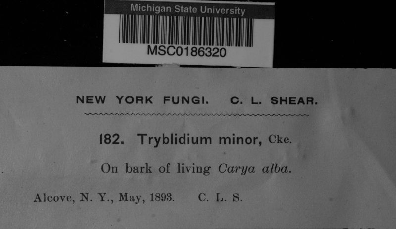 Tryblidium minor image