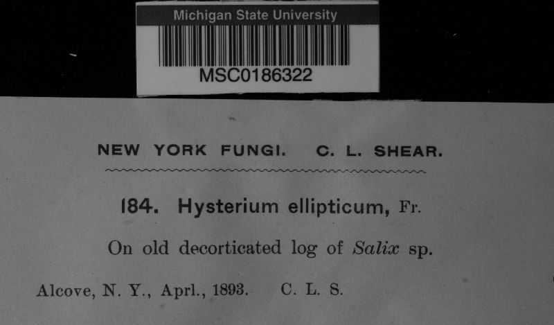 Hysterium ellipticum image