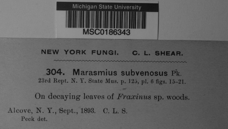Marasmius subvenosus image