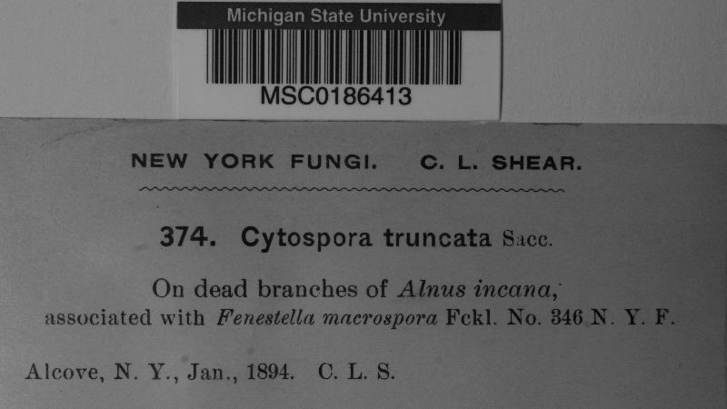 Cytospora truncata image