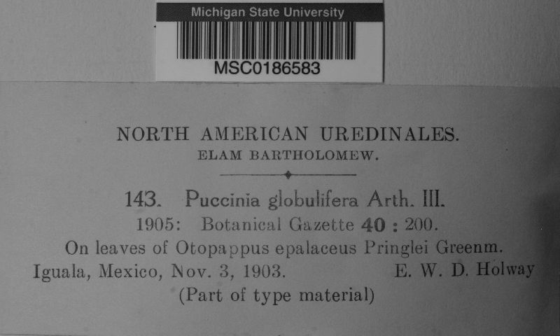 Puccinia globulifera image