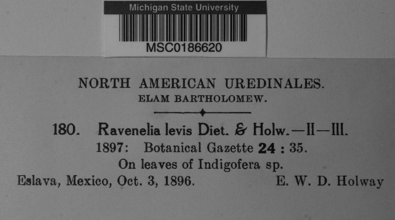 Ravenelia levis image