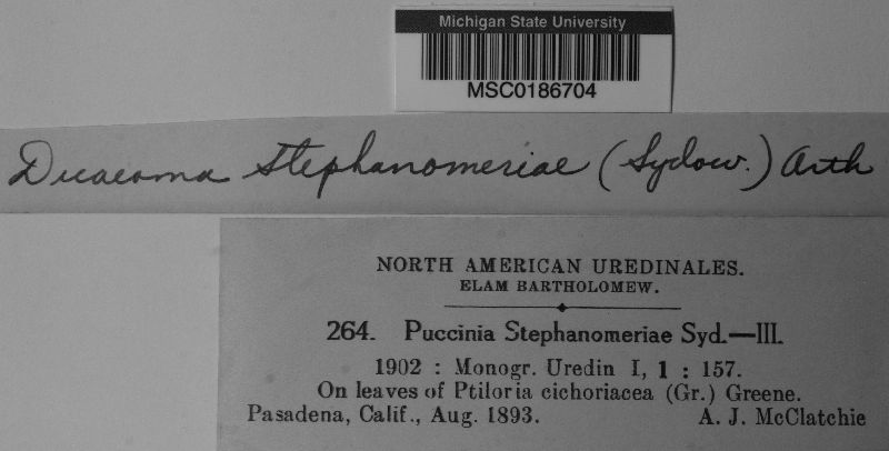 Puccinia stephanomeriae image