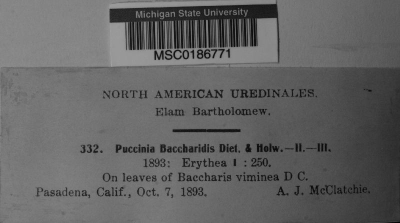 Puccinia baccharidis image