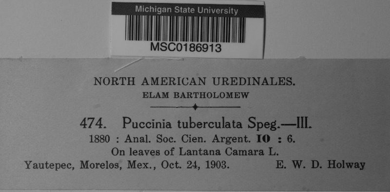 Puccinia tuberculata image