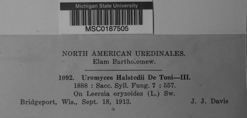 Endoraecium phyllodiorum image