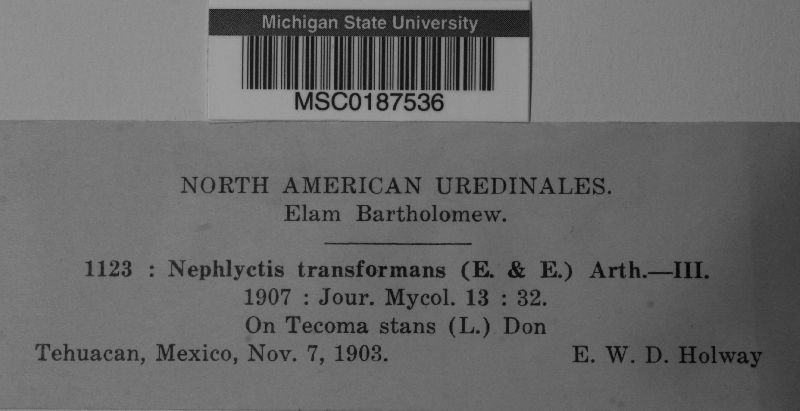 Nephlyctis transformans image