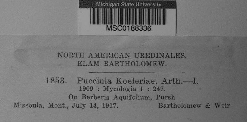 Puccinia koeleriae image
