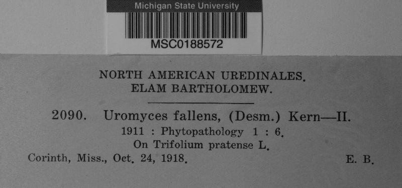 Uromyces fallens image