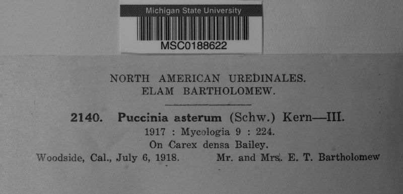 Puccinia asterum image