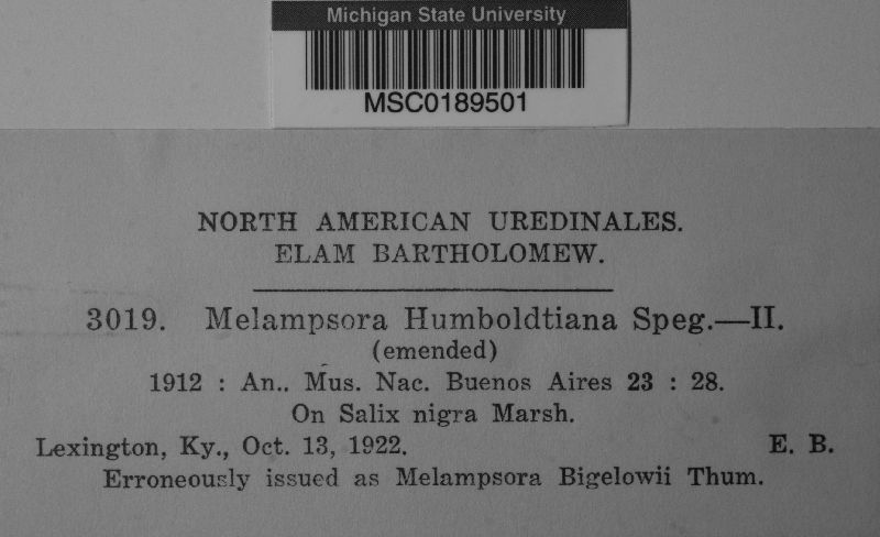 Melampsora humboldtiana image