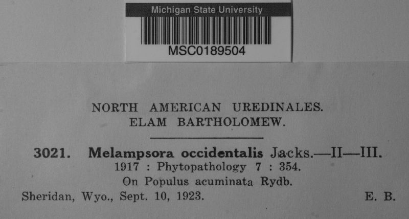 Melampsora occidentalis image