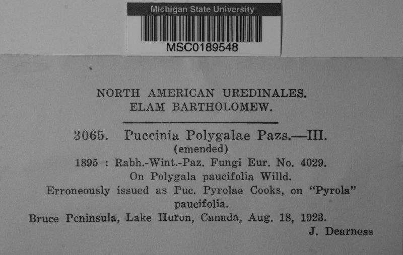 Puccinia polygalae image