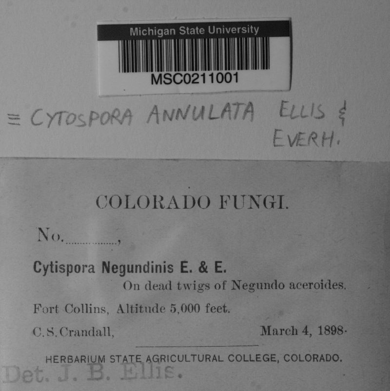Cytospora annulata image