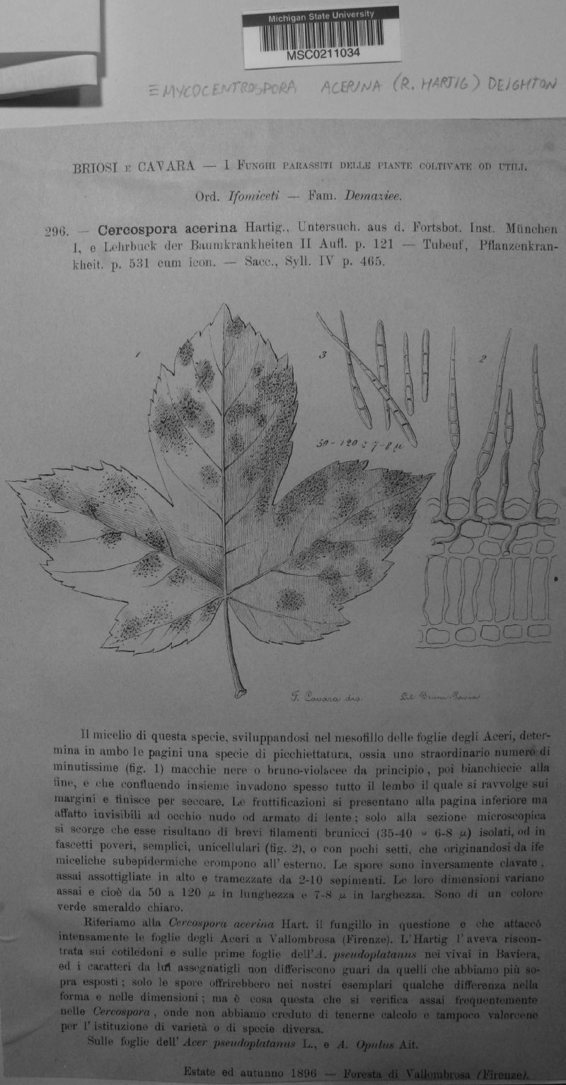 Mycocentrospora image