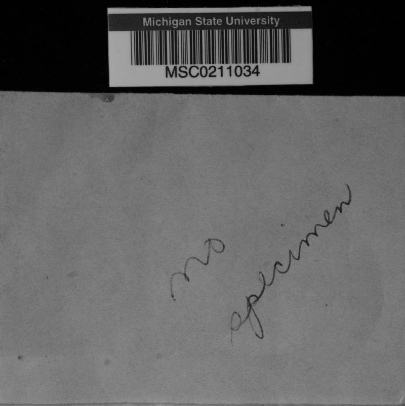 Mycocentrospora acerina image