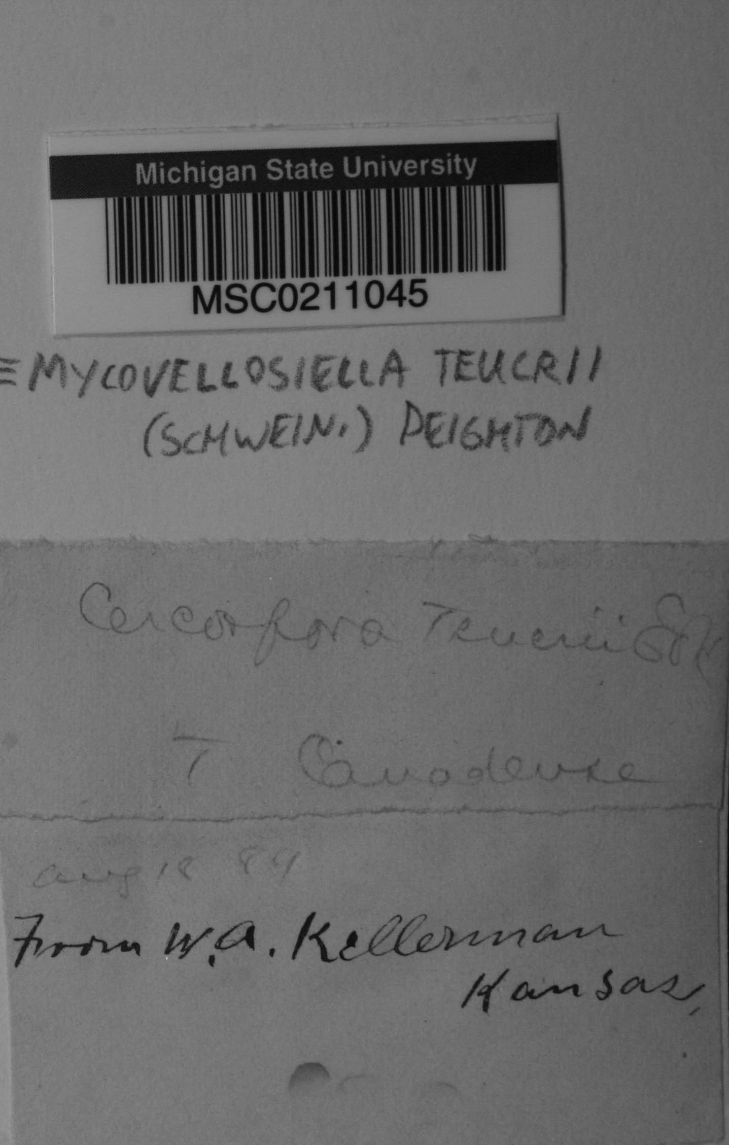 Mycovellosiella teucrii image