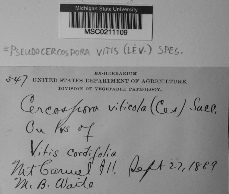 Pseudocercospora vitis image