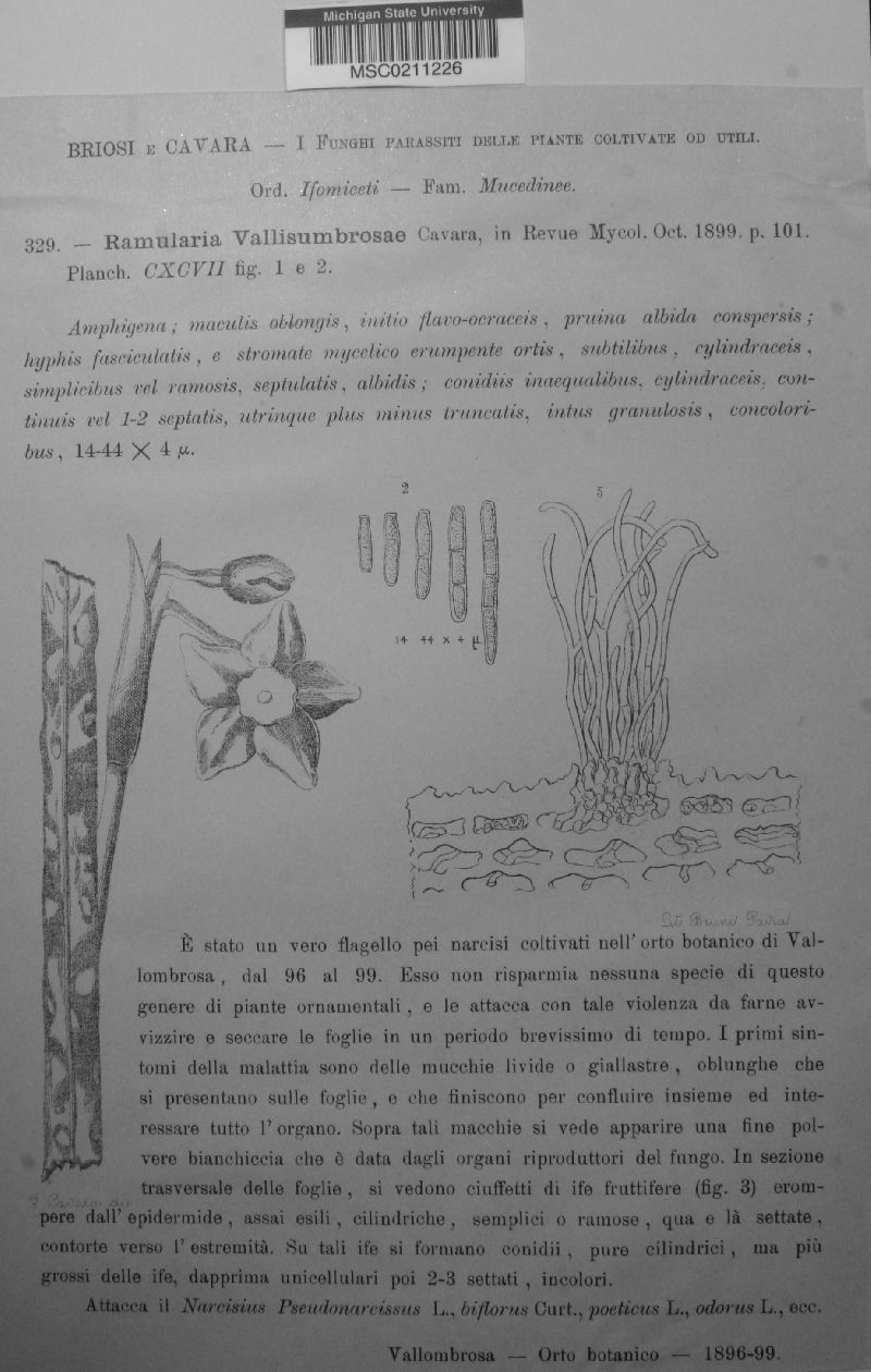 Ramularia vallisumbrosae image