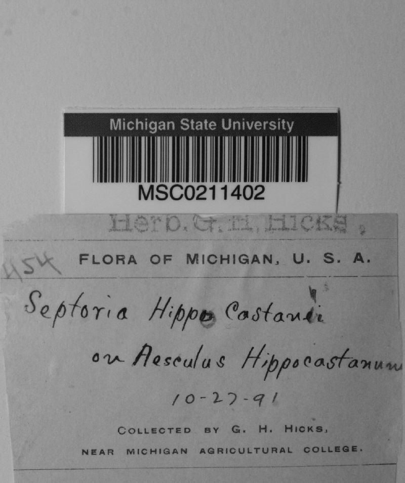 Septoria hippocastani image