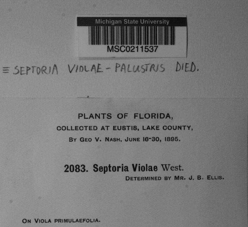 Septoria violae-palustris image