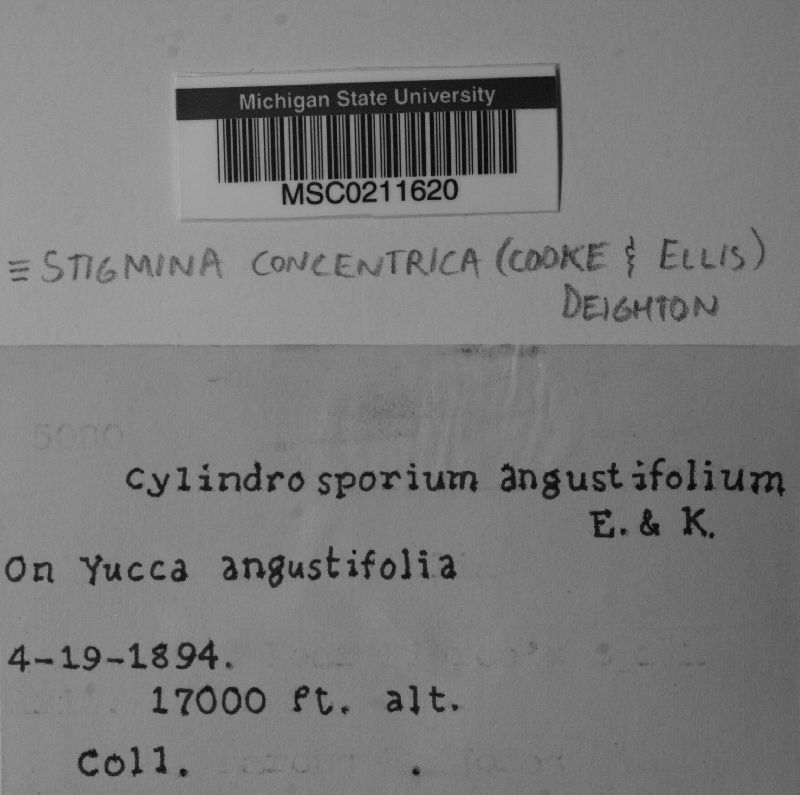 Mycosphaerella deightonii image