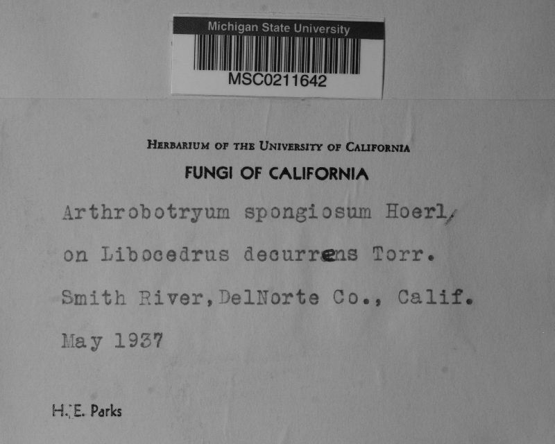 Capnocybe spongiosa image