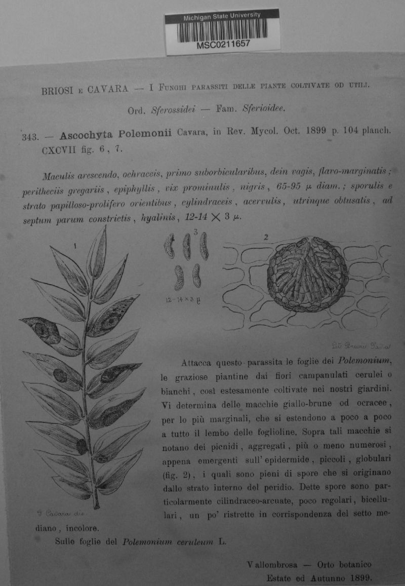 Ascochyta polemonii image