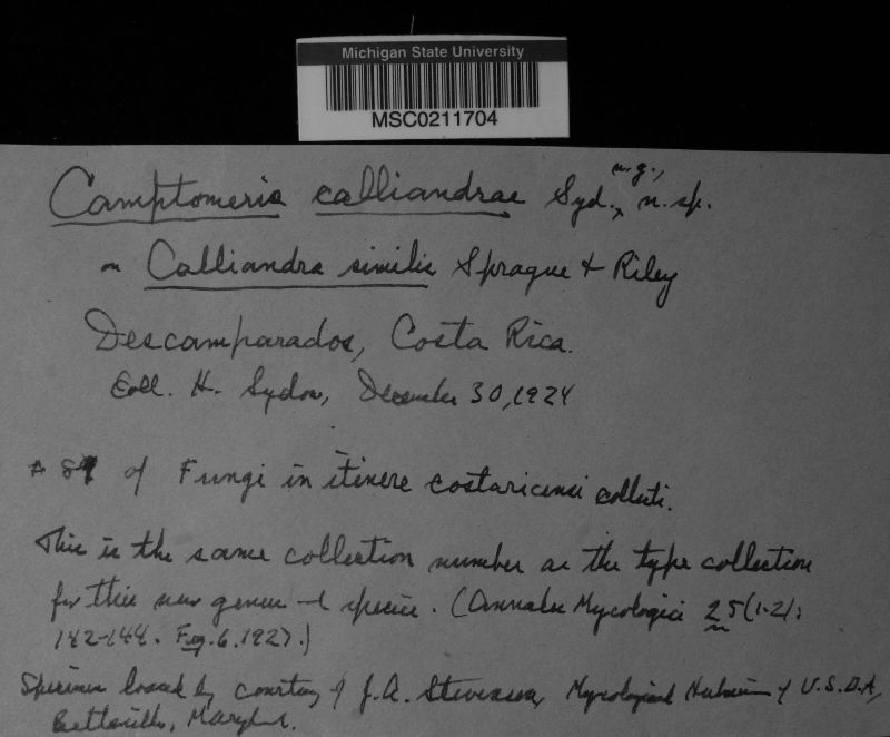 Camptomeris calliandrae image