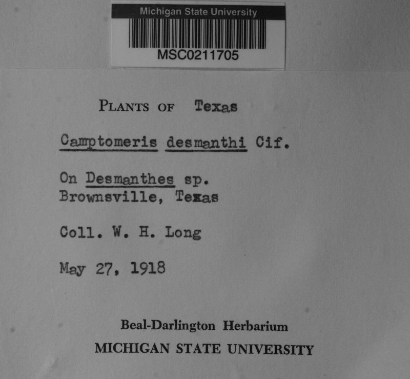 Passalora desmanthi image