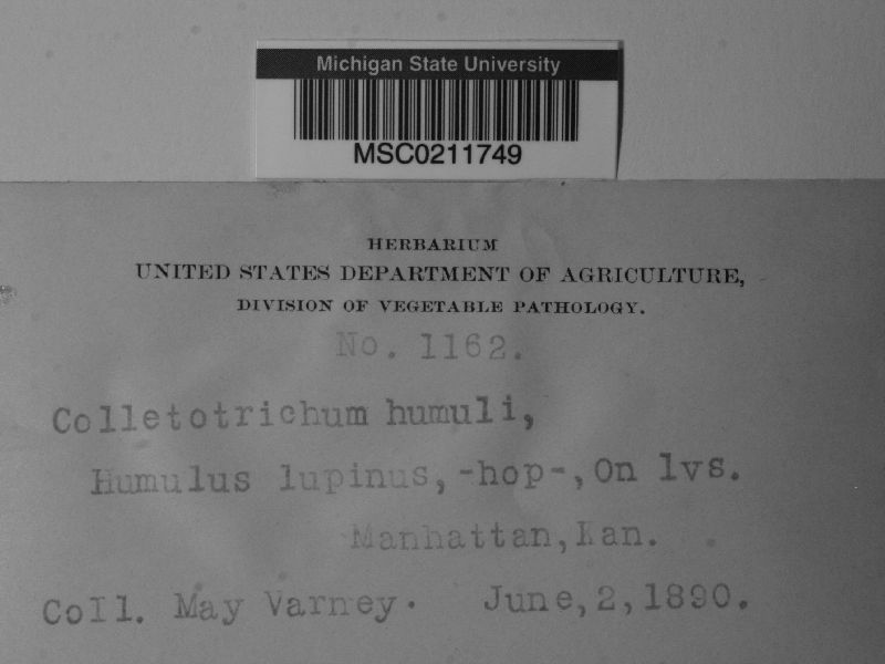Colletotrichum humuli image