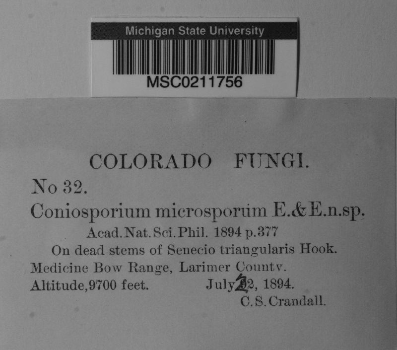 Coniosporium microsporum image