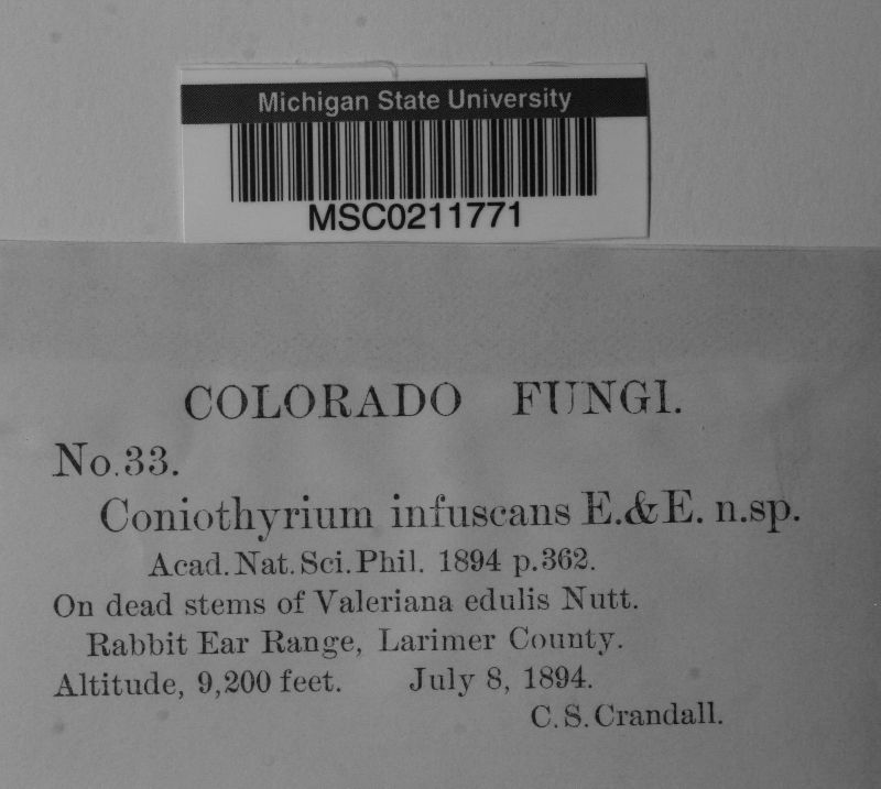 Coniothyrium infuscans image