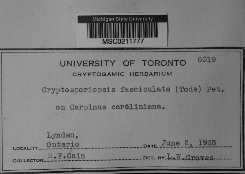 Cryptosporiopsis fasciculata image