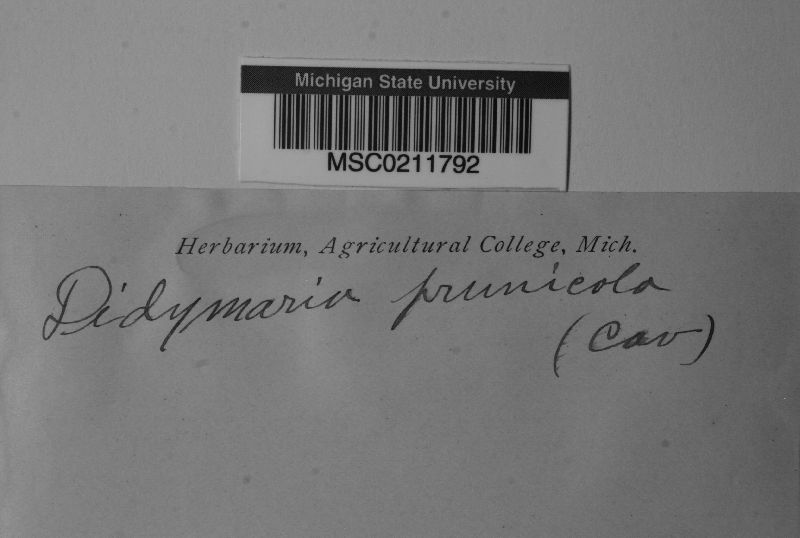 Didymaria prunicola image