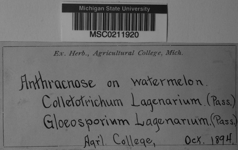 Gloeosporium lagenarium image