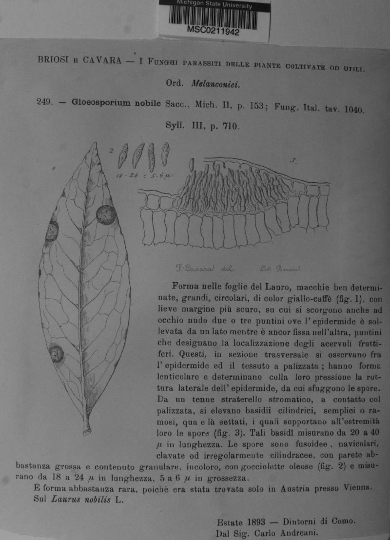 Gloeosporidiella nobilis image