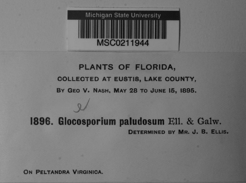 Gloeosporium paludosum image