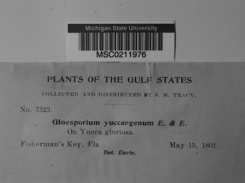 Gloeosporium yuccigenum image