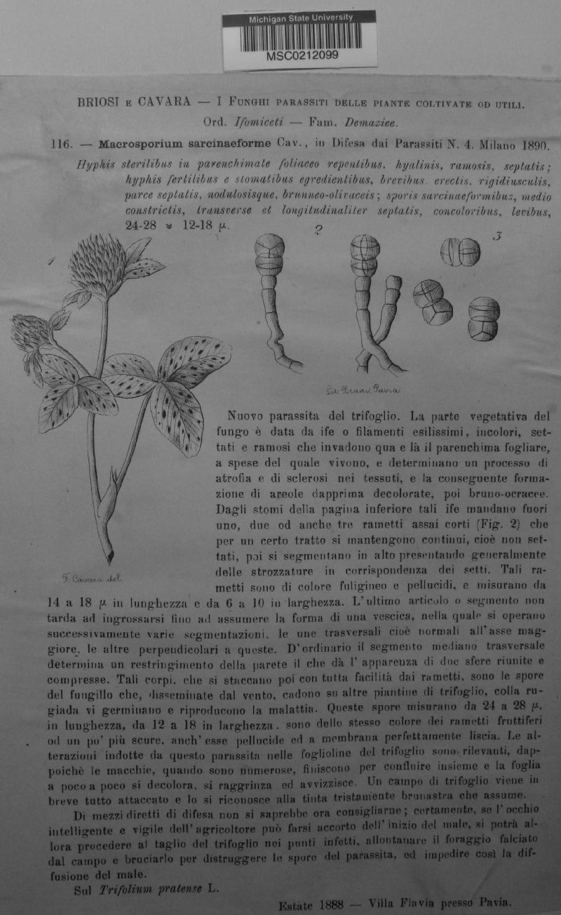 Macrosporium sarcinaeforme image