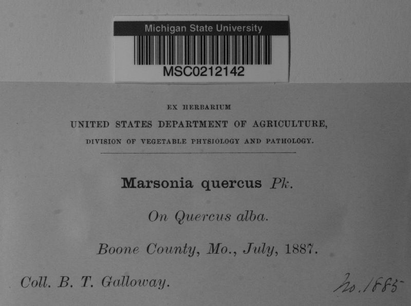 Marssonina quercus image