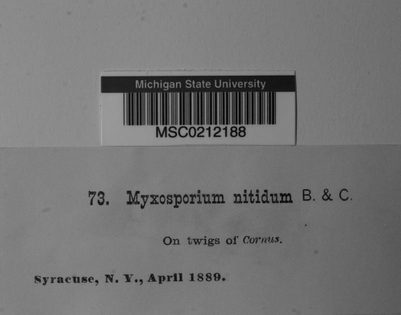 Myxosporium nitidum image