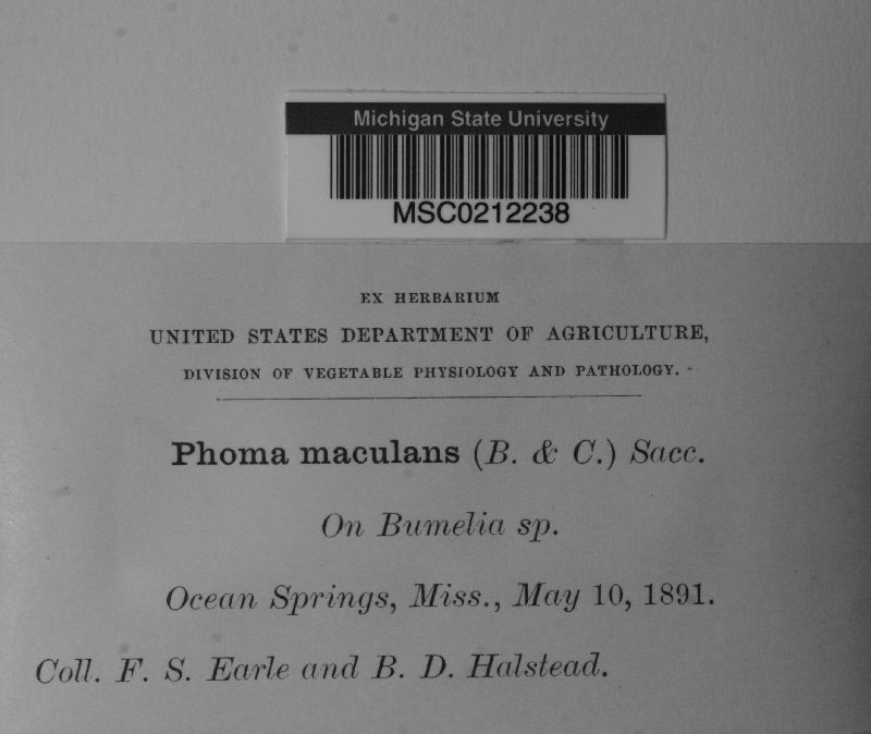 Phoma maculans image