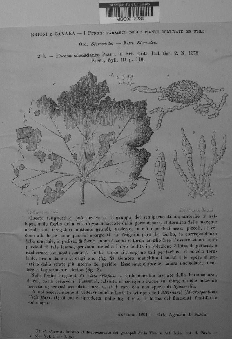 Phoma succedanea image