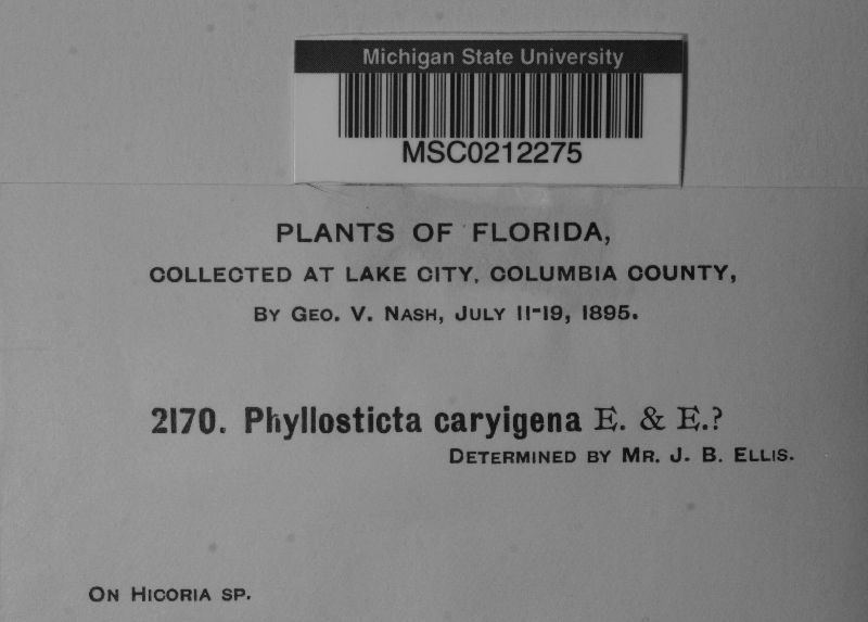 Phyllosticta caryigena image