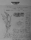 Phyllosticta persicae image