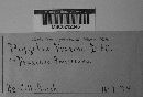 Piggotia fraxini image