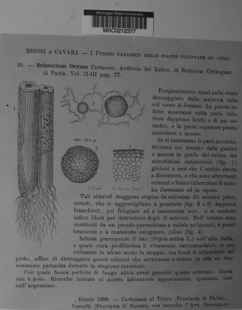 Magnaporthe salvinii image
