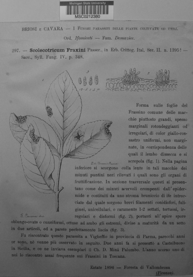 Scolicotrichum fraxini image